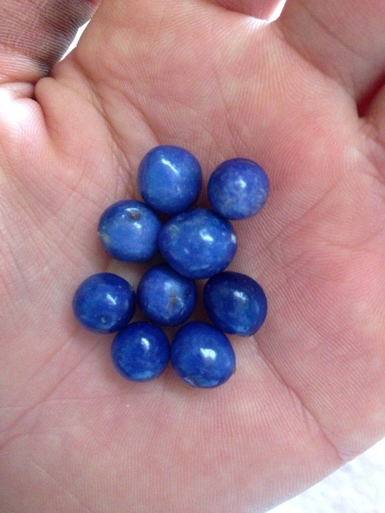 玉竜の青い実