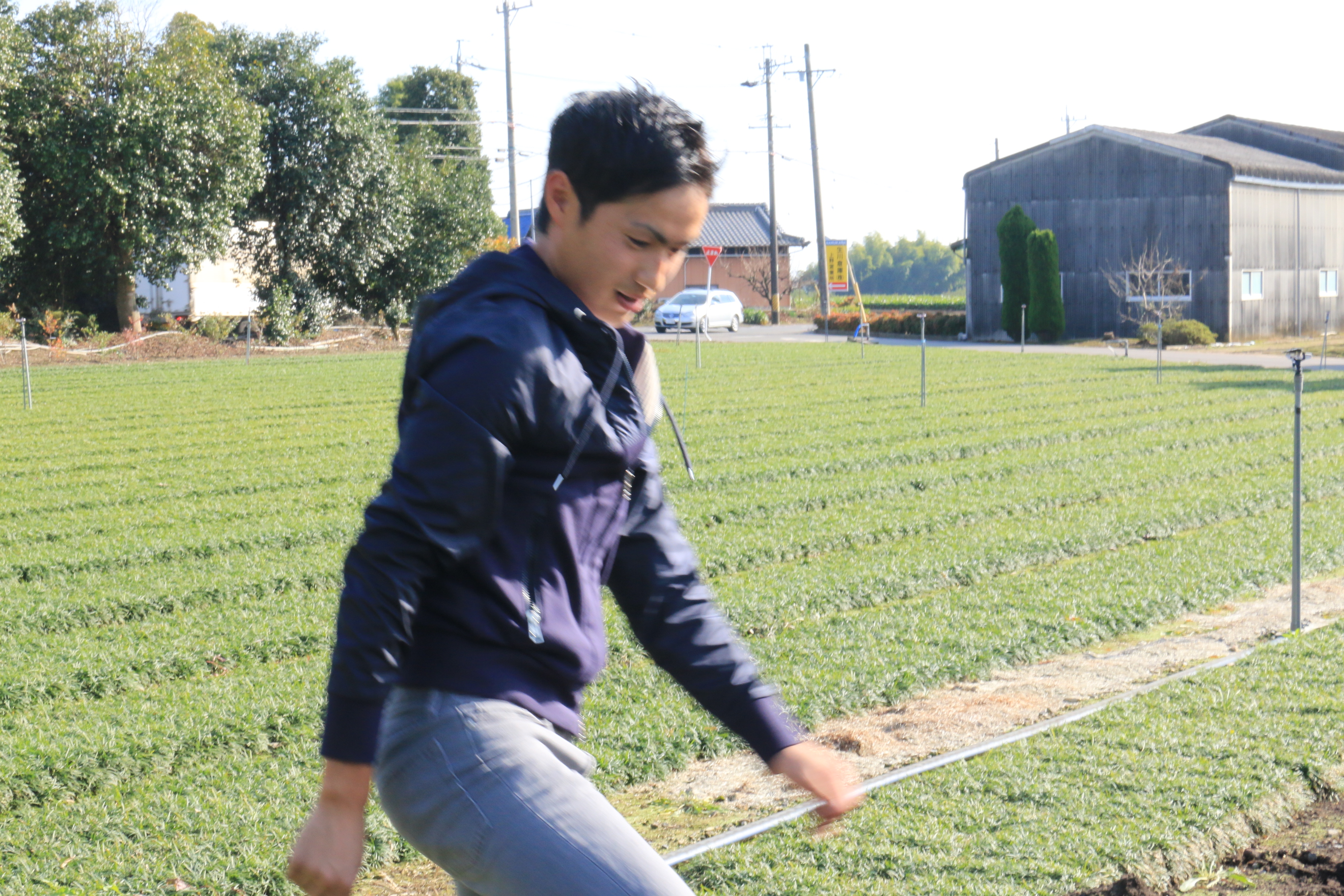 玉竜ちゃんを品種改良すると