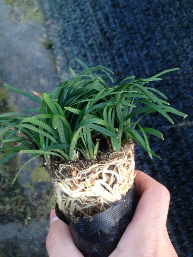 玉竜 植え方間隔 – 玉竜 株分けの仕方 : 綺麗な青々とした玉竜《タマリュウ》の育て方！！ – NXFJO