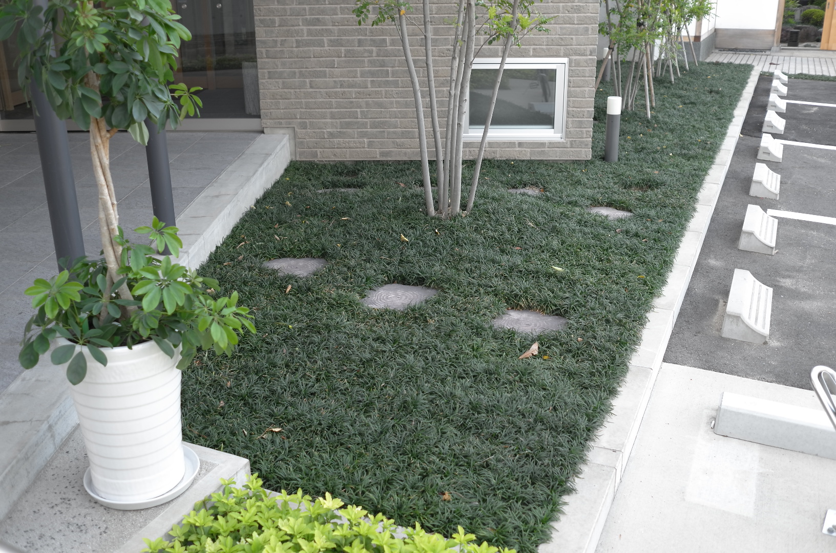 玉竜庭 画像 | 玉竜の植え方 庭 – IYOIC