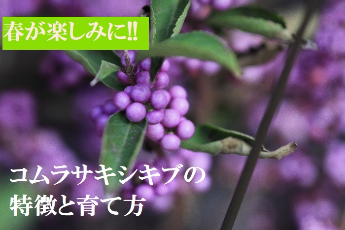 春が楽しみになるコムラサキシキブ 特徴と育て方 春が楽しみになるコムラサキシキブ 特徴と育て方