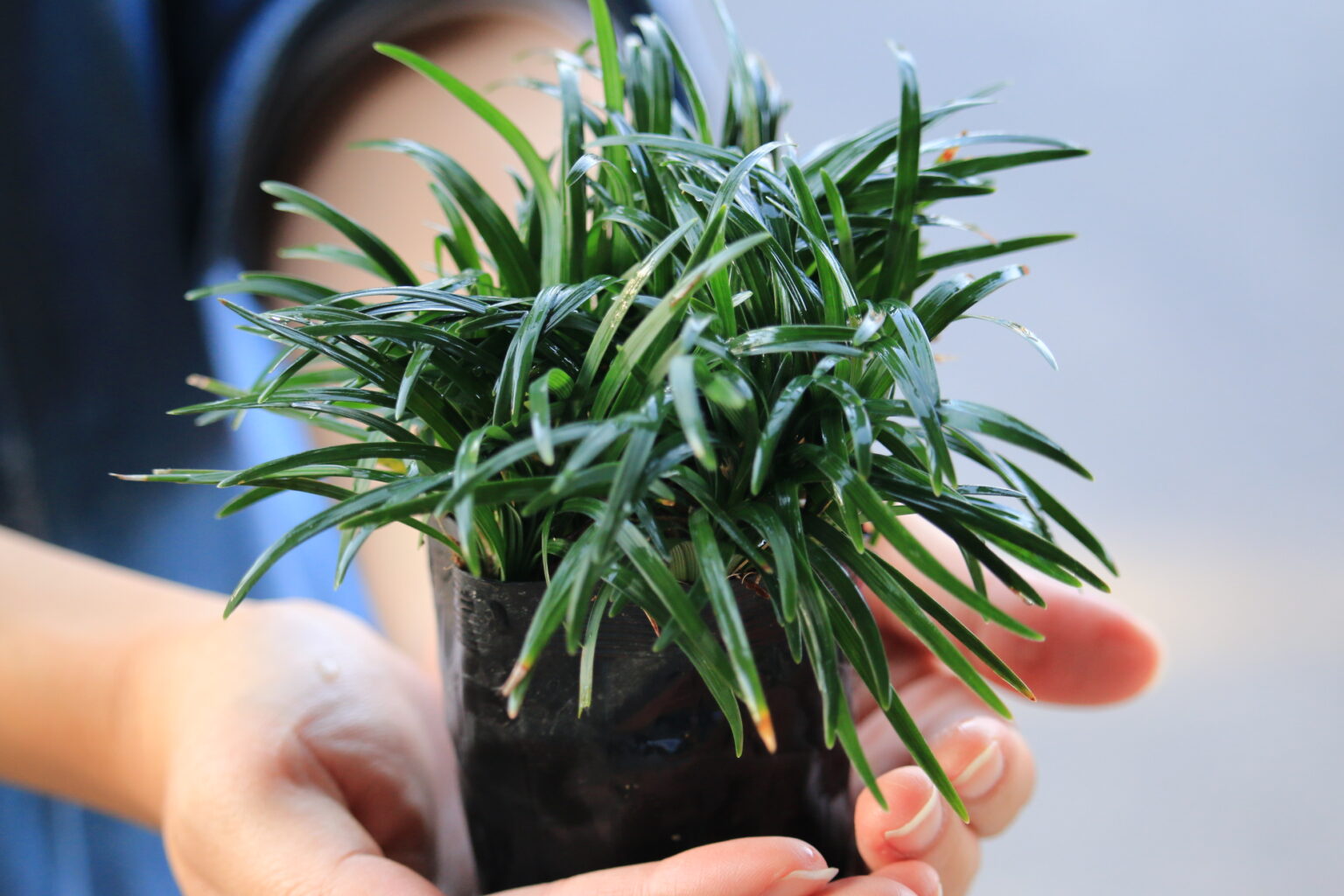 「タマリュウの育て方・植え方完全ガイド！初心者でも失敗しない育て方と管理方法」